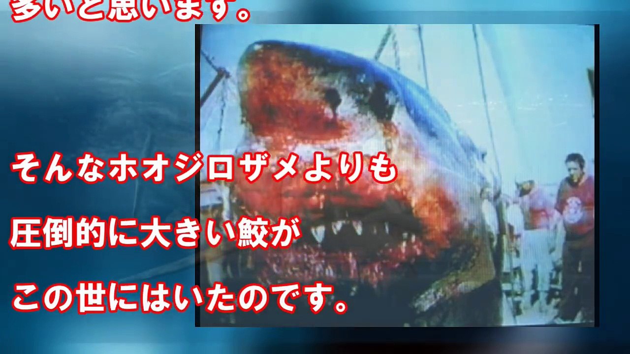 【閲覧注意】絶滅したはずの巨大鮫メガロドンが生存！？その衝撃の事実に世界が震えた！【セカイノフルエ】