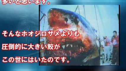 【閲覧注意】絶滅したはずの巨大鮫メガロドンが生存！？その衝撃の事実に世界が震えた！【セカイノフルエ】