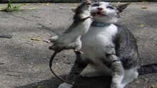 Rato Tenta Vingança Em Gatos Medricas