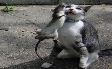 Rato Tenta Vingança Em Gatos Medricas