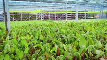 Greenhouses of the Future, Growing Food Without Soil | Où se trouve: Lufa Farms