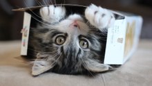 Compilação Engraçada de Gatos Com Caixas De Papelão