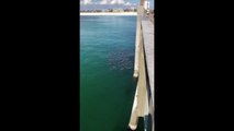 Stingray Fever Spotted in Pensacola Beach, Florida