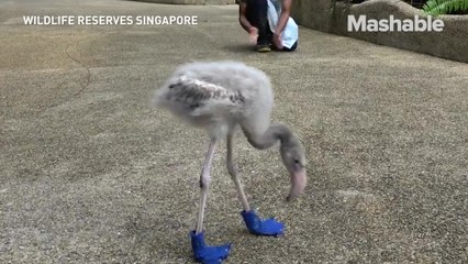 This baby flamingo in blue boots will make your day