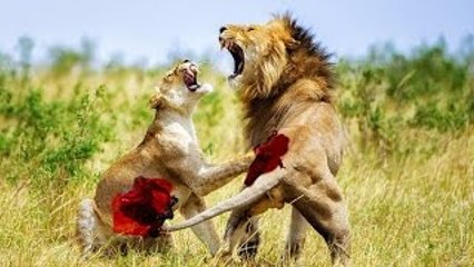 Most Amazing Wild Animals Attacks - THE BEST HORROR ATTACKS OF 2017