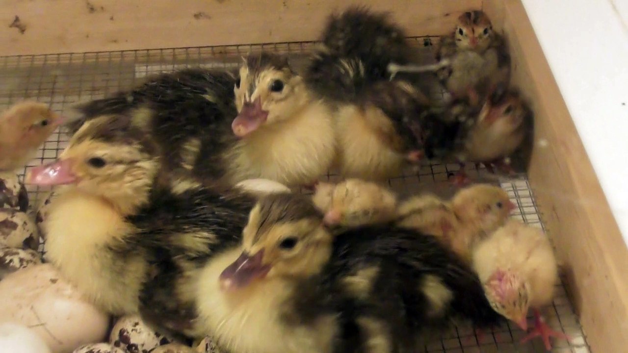 Hatch time