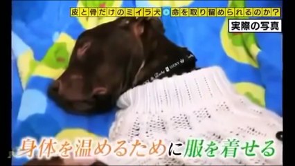 奇跡体験!アンビリバボー 世界が震撼した衝撃写真！ゴミ捨て場にミイラのように痩せ細った犬が棄てられていた。