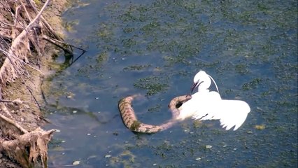 코브라 vs 백로 물속에서 전투