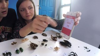Пробуем ПАУКОВ И СКОРПИОНОВ / 12 видов насекомых, полный ТРЭШ!