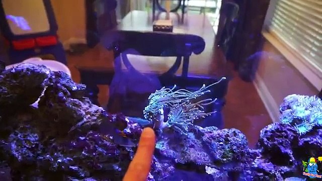 How to Setup a Simple, Easy and Inexpensive Reef / Saltwater Aquarium Tank - 55g Saltwater Tank