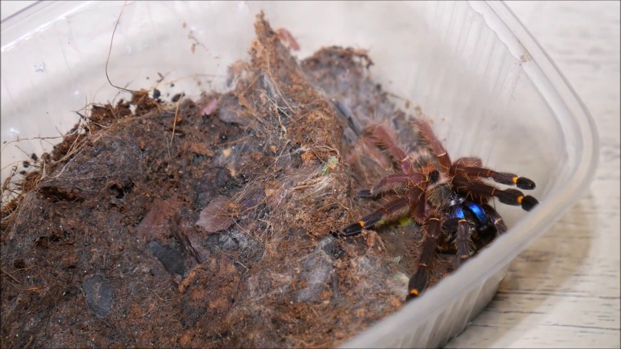 Cette araignée aux reflets bleus est absolument magnifique : Blue Fang Tarantula!