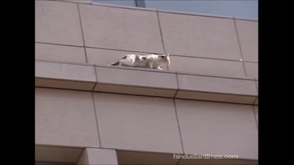 Si les chats ont 7 vies, celui-ci n'en a plus que 6... Saut du 2eme étage