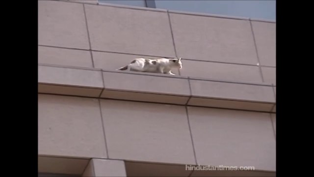 Si les chats ont 7 vies, celui-ci n'en a plus que 6... Saut du 2eme étage