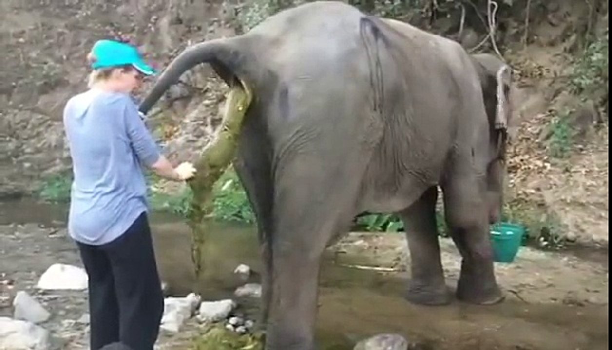 Quand ton éléphant a un problème de digestion... Crade!