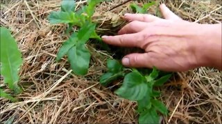 Выращивание картофеля под соломой (Growing potatoes under straw)