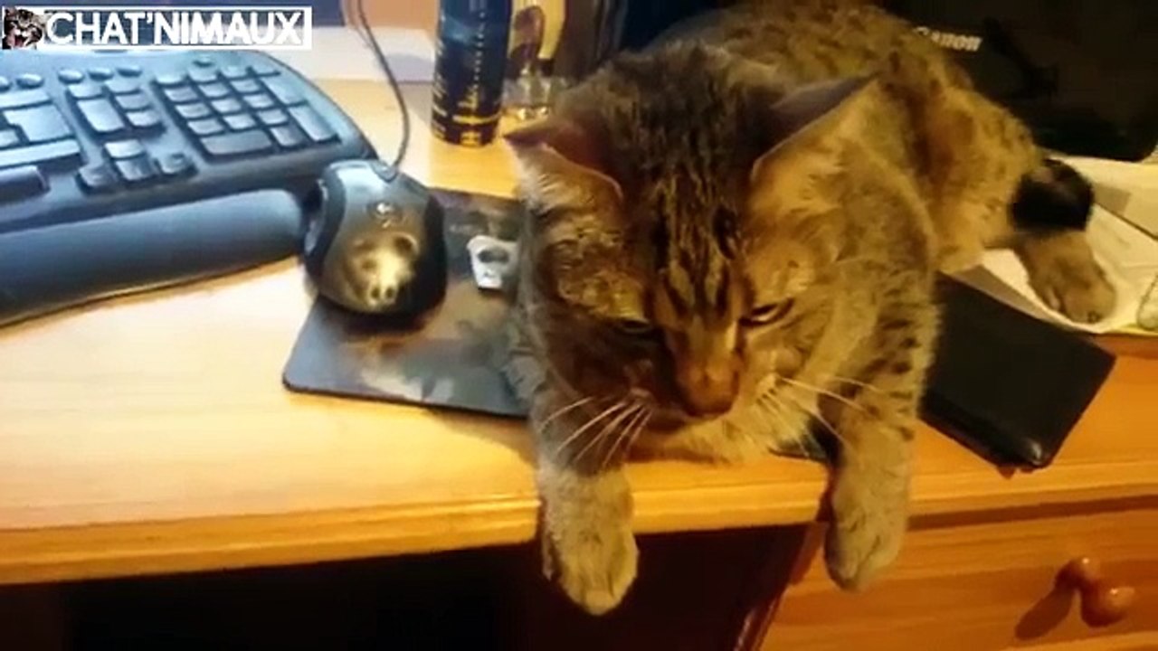 Cats Being Jerks Video Compilation (April 2015) || FailArmy