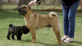 CHINESE SHAR PEI ANCIENT AND AMAZING