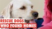 Rescue Dogs Who Found Forever Homes