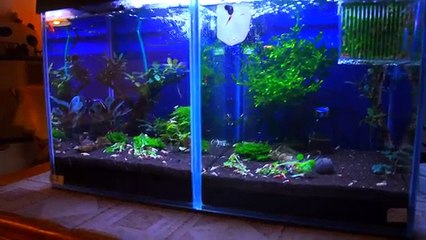 Augsburger Garnelenkiste bei Ilona | Deutschland, Deine Züchter