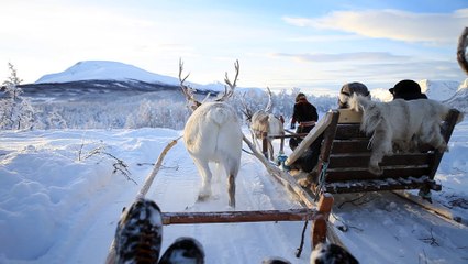 Reindeer Drawn Sleigh