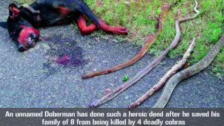 Heroic Doberman Dog Dies Saving His Family From 4 Deadly Cobras
