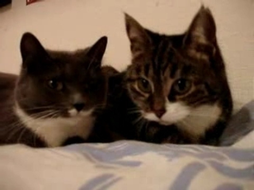 Conversation de chats