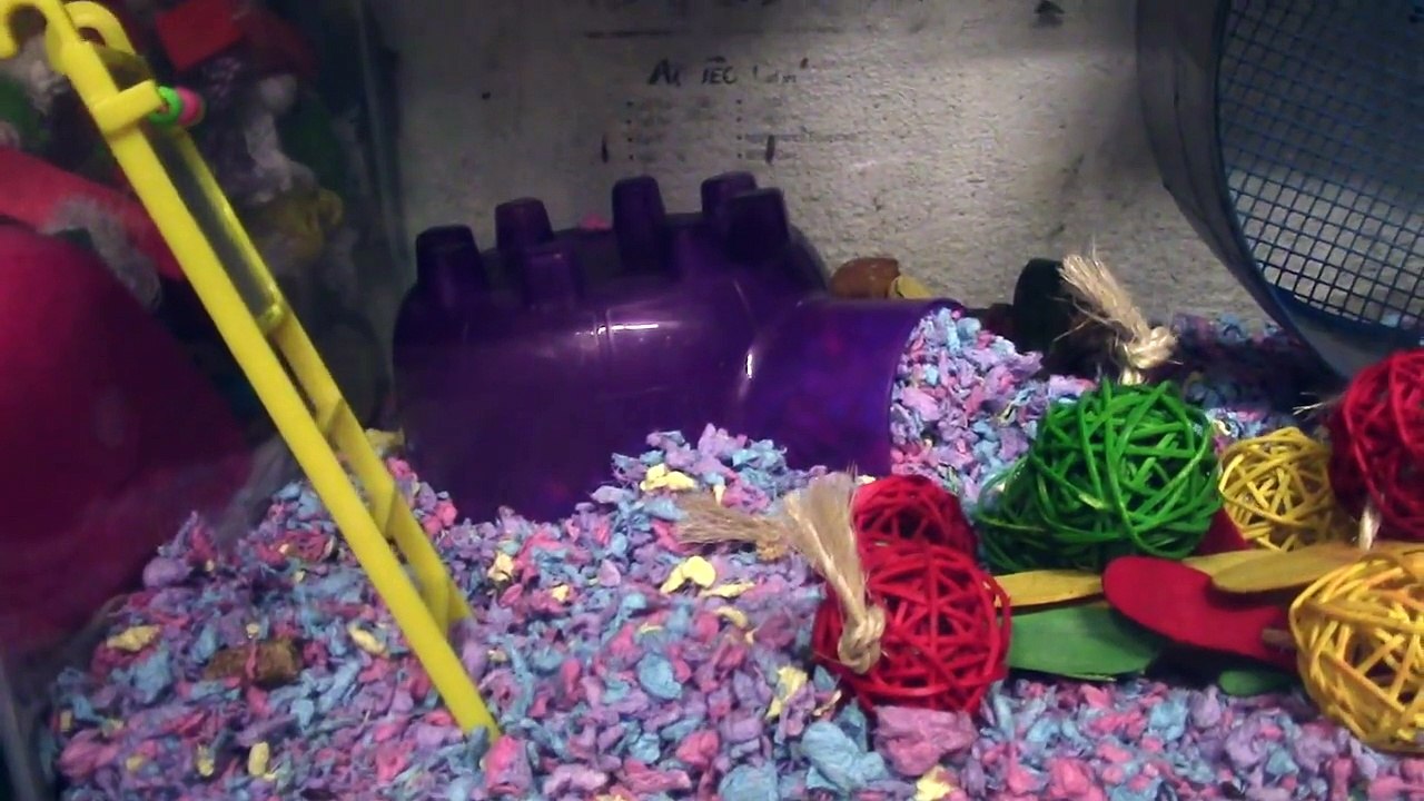 WATCH THIS BEFORE GETTING A PET MOUSE!
