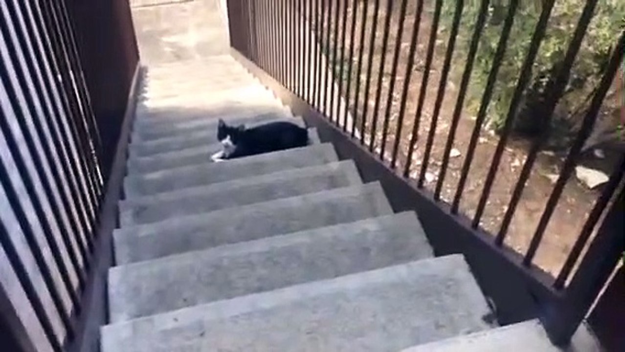 Ce chat n'aime pas du tout quand sa maitresse a l'odeur d'un autre chat !