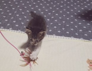 Kittens to play with toys 1 子猫の『こてつ』とねこじゃらしときなこ