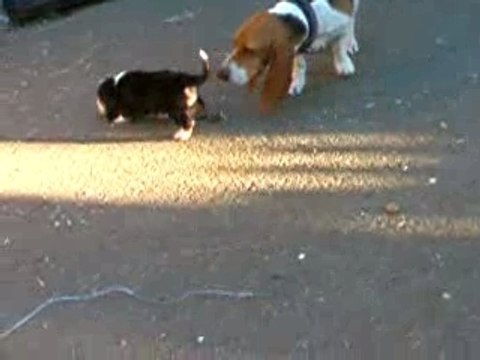 les bébés d'Aramis