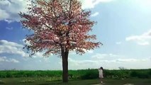 ハナミズキ - かわいい 日本映画フル【HD】