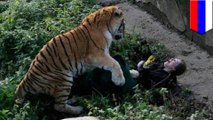 Visitors save Russian zookeeper from tiger mauling