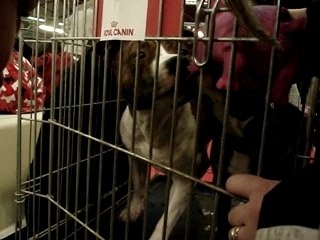 Sako chuky et le cochon !!!