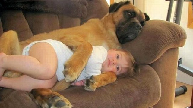 Puppies Caring for Babies - Dogs love babies from the first time they met