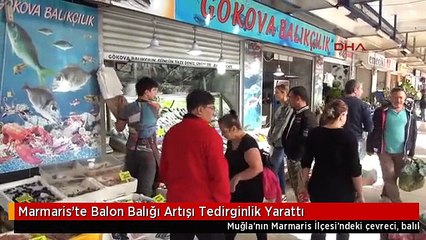 Marmaris'te Balon Balığı Artışı Tedirginlik Yarattı