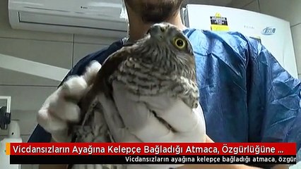 Vicdansızların Ayağına Kelepçe Bağladığı Atmaca, Özgürlüğüne Kavuştu