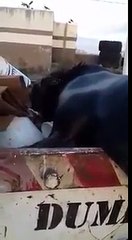 La tierna expresión de un lobo marino al ser descubierto comiendo langostinos se volvió viral