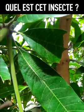 Attention, arriverez-vous à trouver l'animal dans cette vidéo... Camouflage parfait