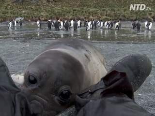Un bébé phoque adorable vient dire bonjour à un photographe