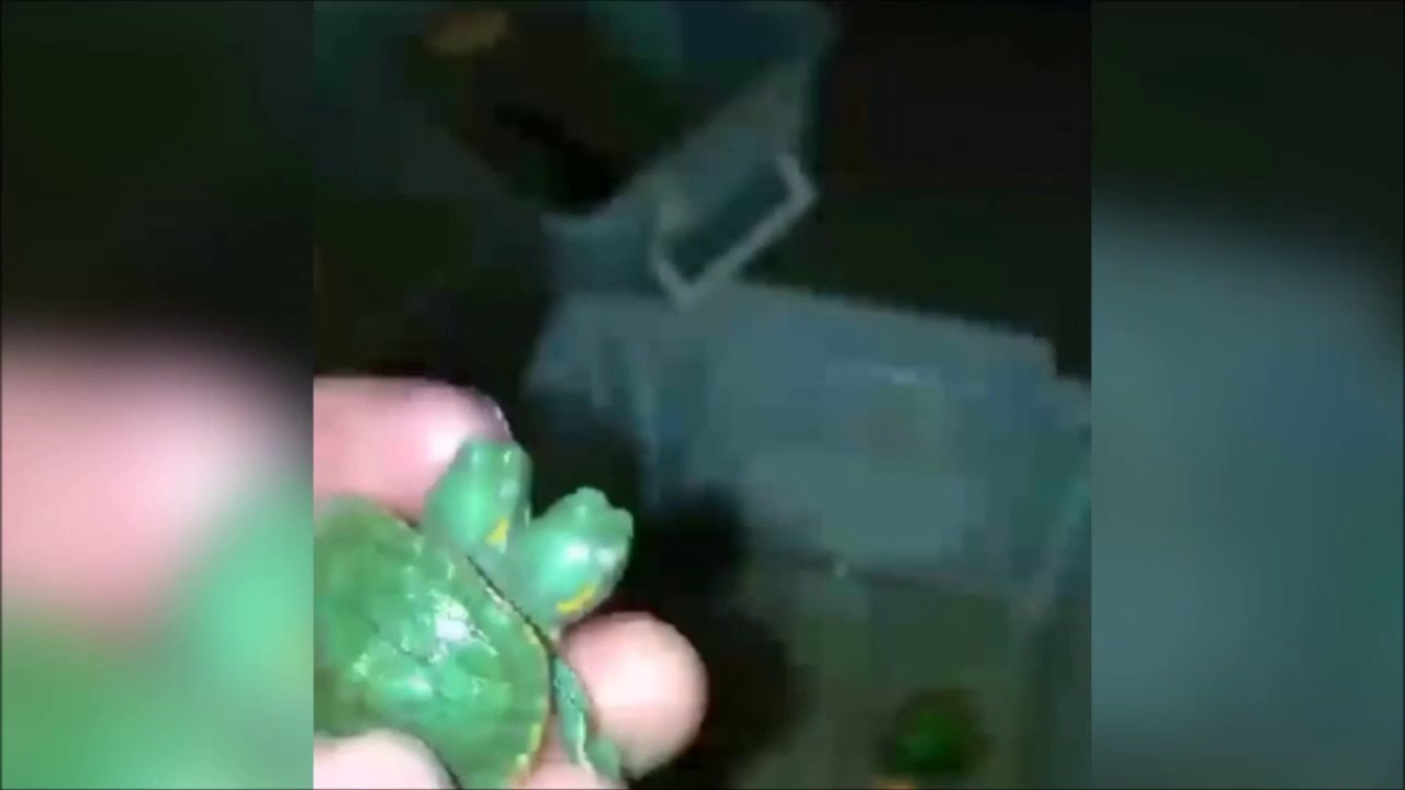 Cette tortue adorable a 2 têtes