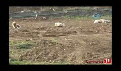 Bursa'da sokak hayvanları için kulübe dağıtıldı