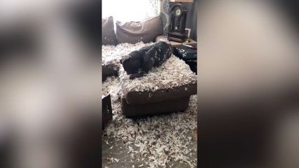 Quand tu laisses ton chien seul pendant seulement 1 minute !