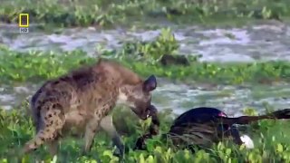 Roar of the Last Lioness Hunt for a Mate [Nature/Wildlife Documentary)