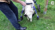 Adorable disabled lamb learns to walk again thanks to special wheelchair