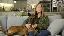 ALL ABOUT LIVING WITH THE BELGIAN MALINOIS