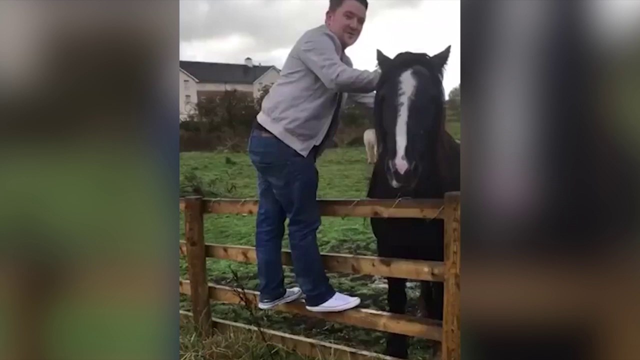 Ce cheval a été plus que patient !