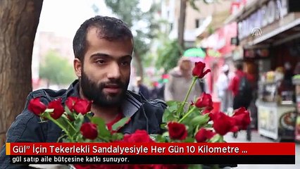 Gül" İçin Tekerlekli Sandalyesiyle Her Gün 10 Kilometre Katediyor