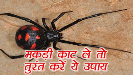 Spider Bite: मकड़ी काट ले तो तुरंत करें ये उपाय | How to treat spider bite at Home | Boldsky
