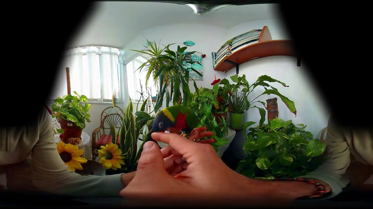 360° VR 4k - PARROT IN YOUR HAND - VIRTUAL REALITY 3D-YJnsXH4Lghs