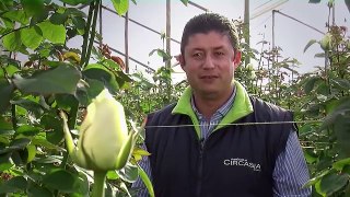 How to Grow Roses and other Flowers in a GreenHouse - for Export - TvAgro por Juan Gonzalo Angel